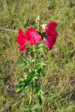 Смотреть изображение Alcea rosea
