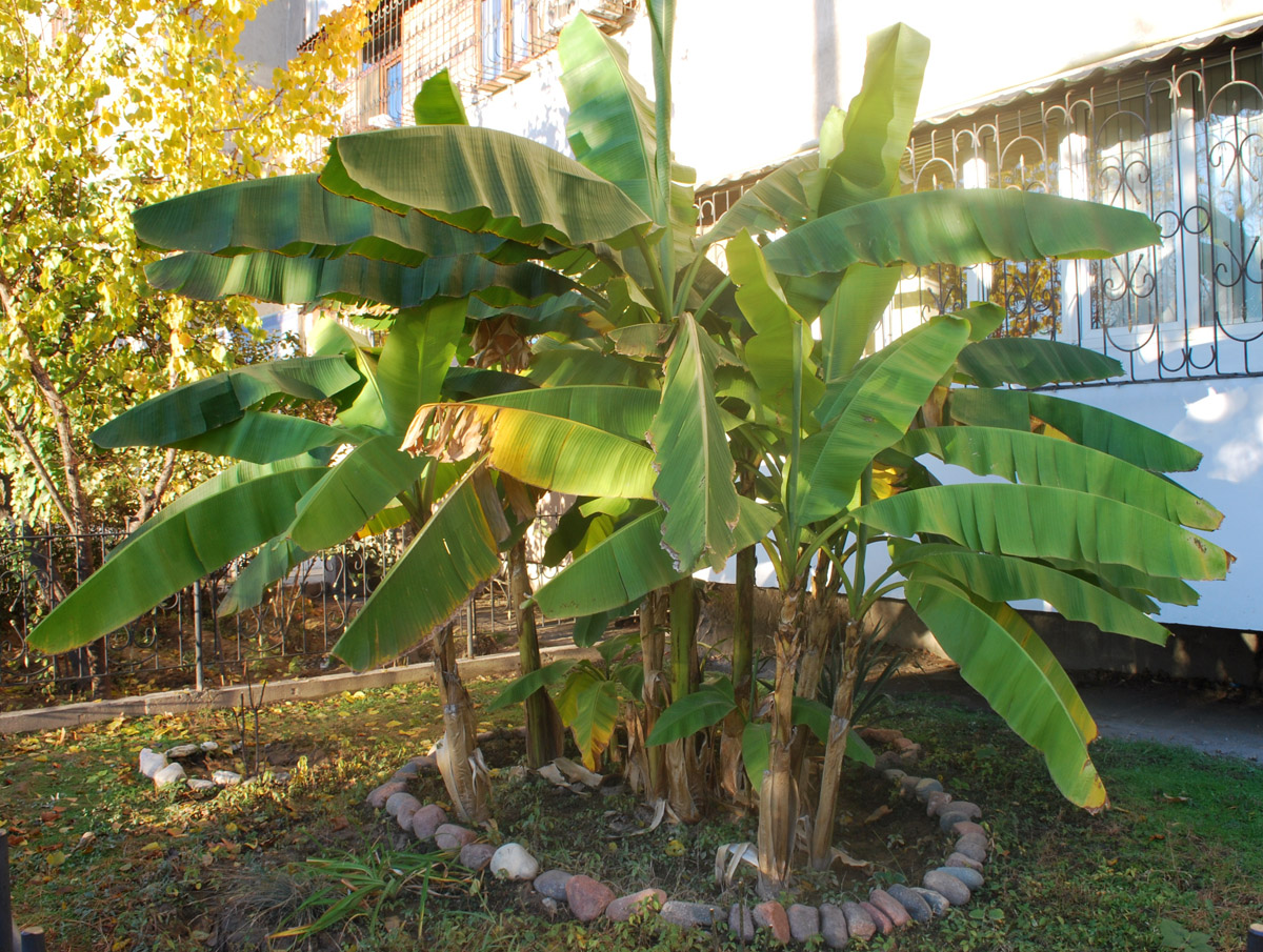 Image of genus Musa specimen.