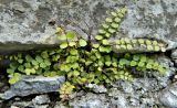 Asplenium trichomanes. Вегетирующее растение на каменной стене. Германия, г. Хаген, пригород Хоенлимбург, замок Хоенлимбург. Июль.