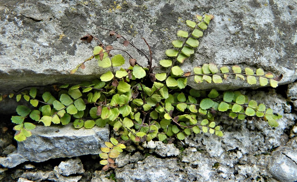 Image of Asplenium trichomanes specimen.