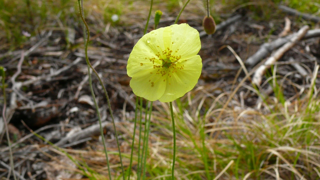 Image of Papaver nudicaule ssp. gracile specimen.