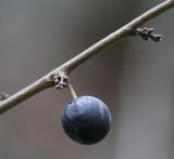 Prunus spinosa