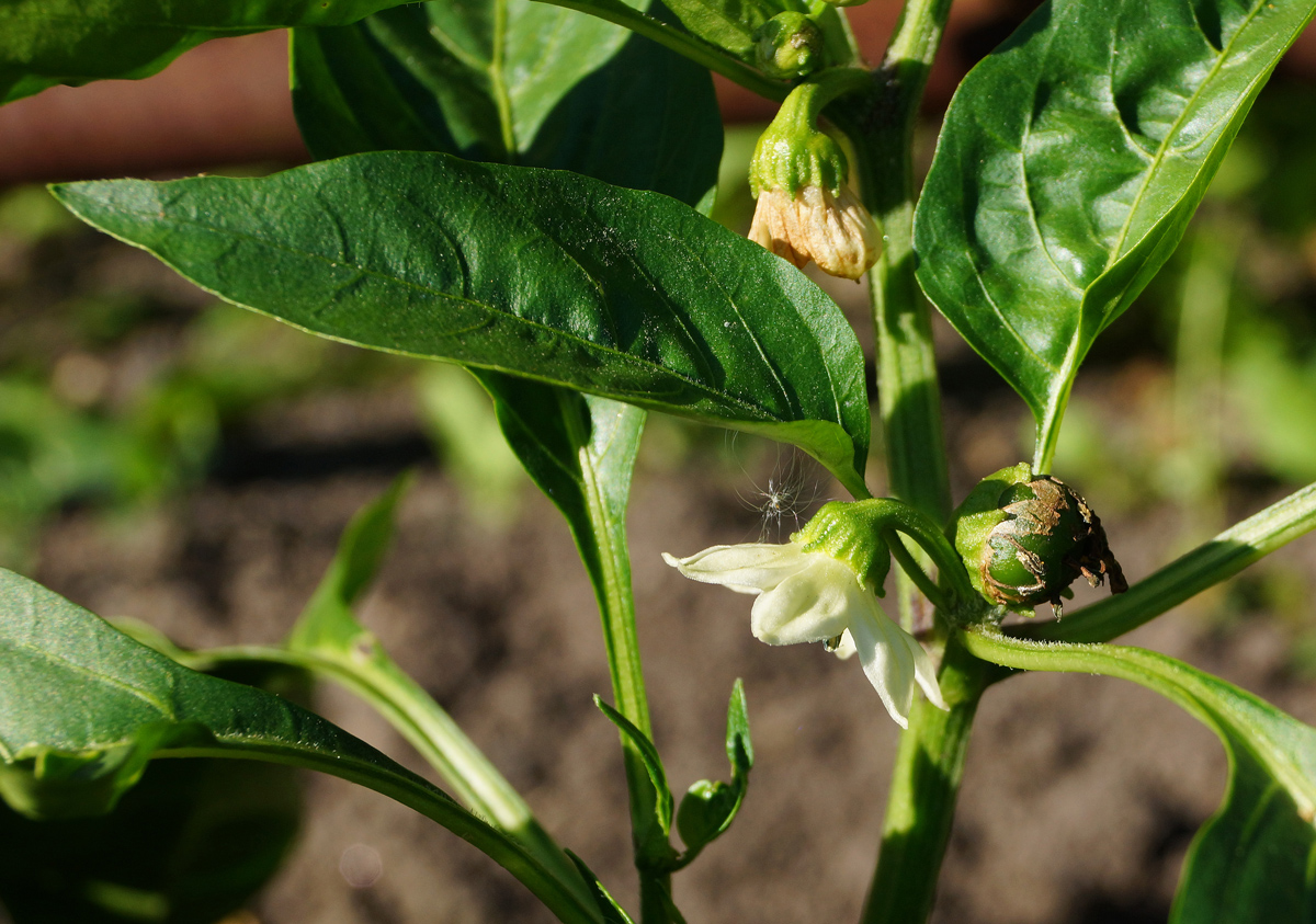 Изображение особи Capsicum annuum.