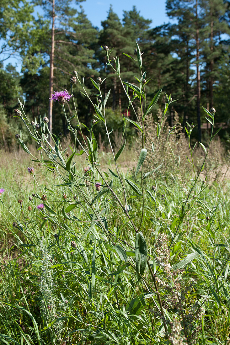 Image of Centaurea jacea specimen.