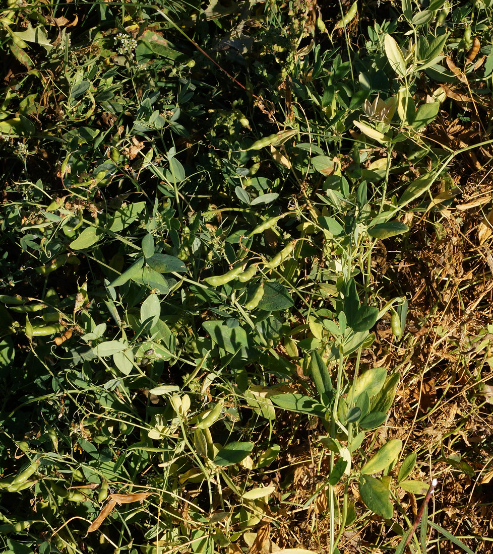 Image of Lathyrus tuberosus specimen.