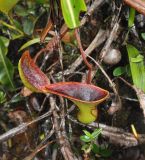 Nepenthes lowii