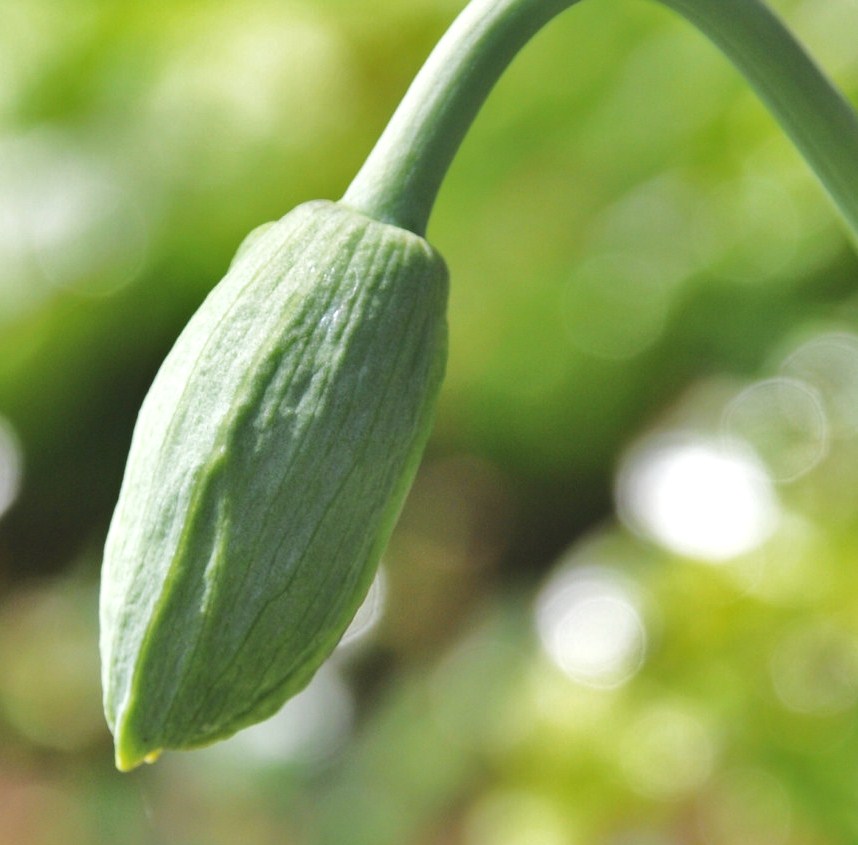 Image of Papaver somniferum specimen.