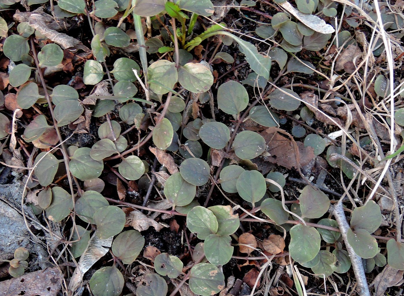 Image of Lysimachia nummularia specimen.