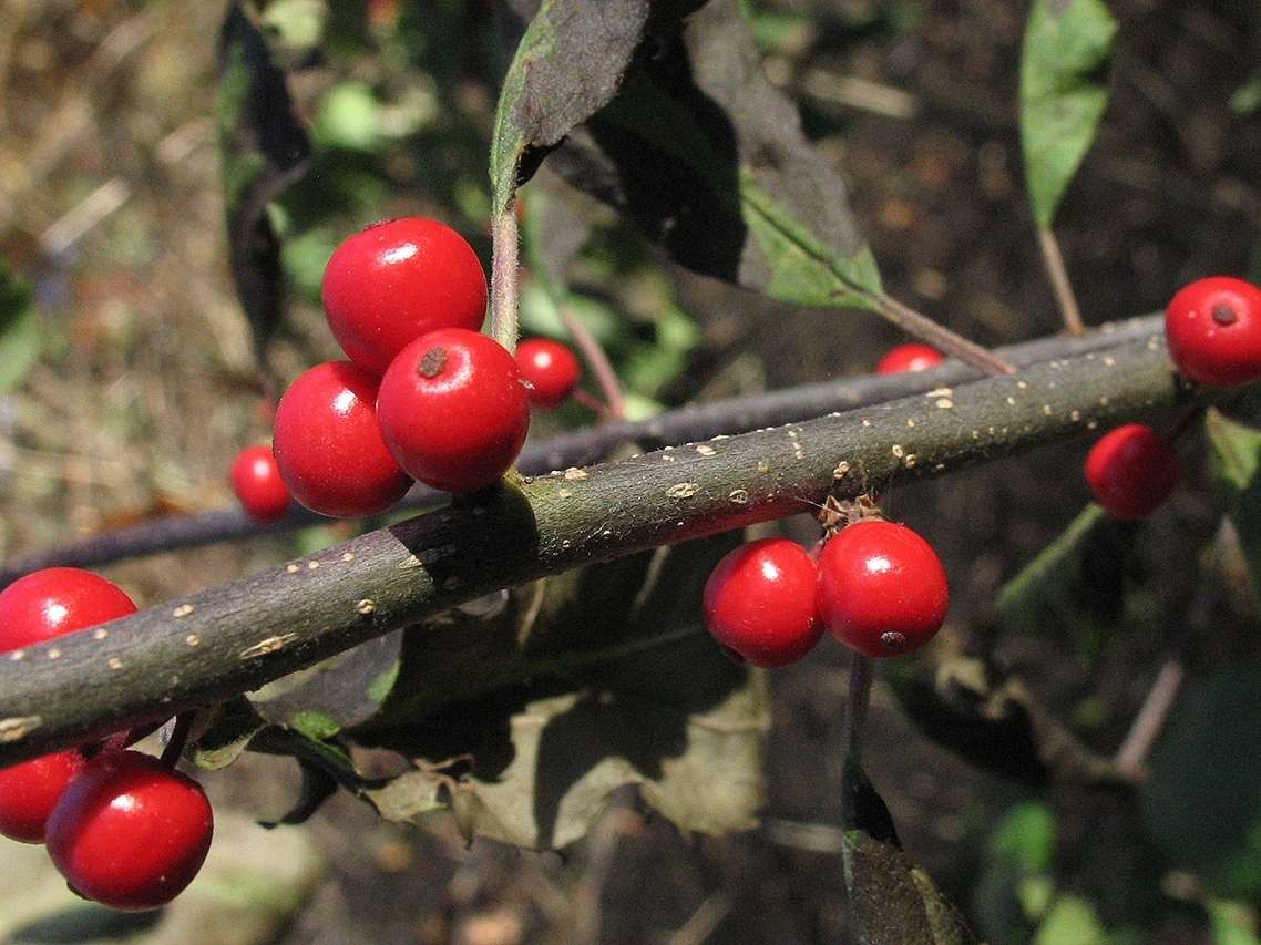 Image of Ilex verticillata specimen.