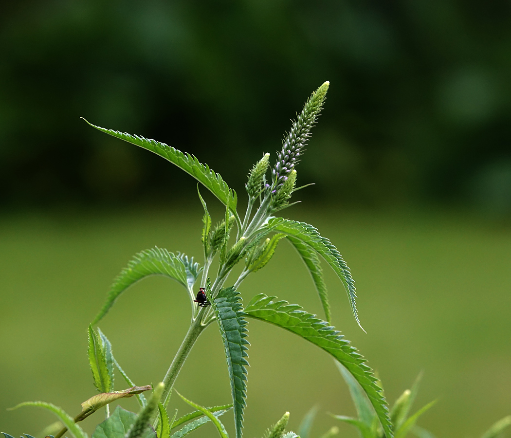 Изображение особи Veronica longifolia.