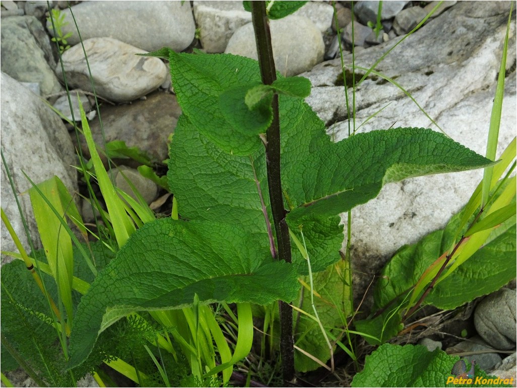 Image of Verbascum nigrum specimen.