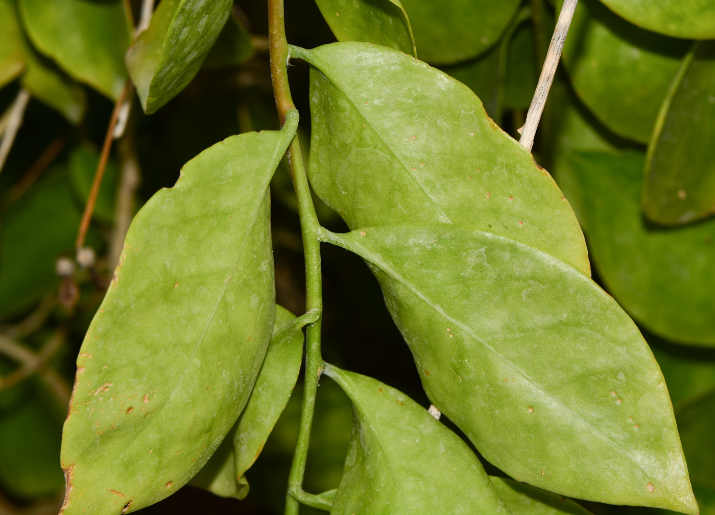 Image of Pereskia aculeata specimen.