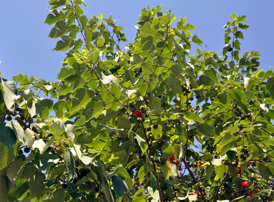 Изображение особи Broussonetia papyrifera.