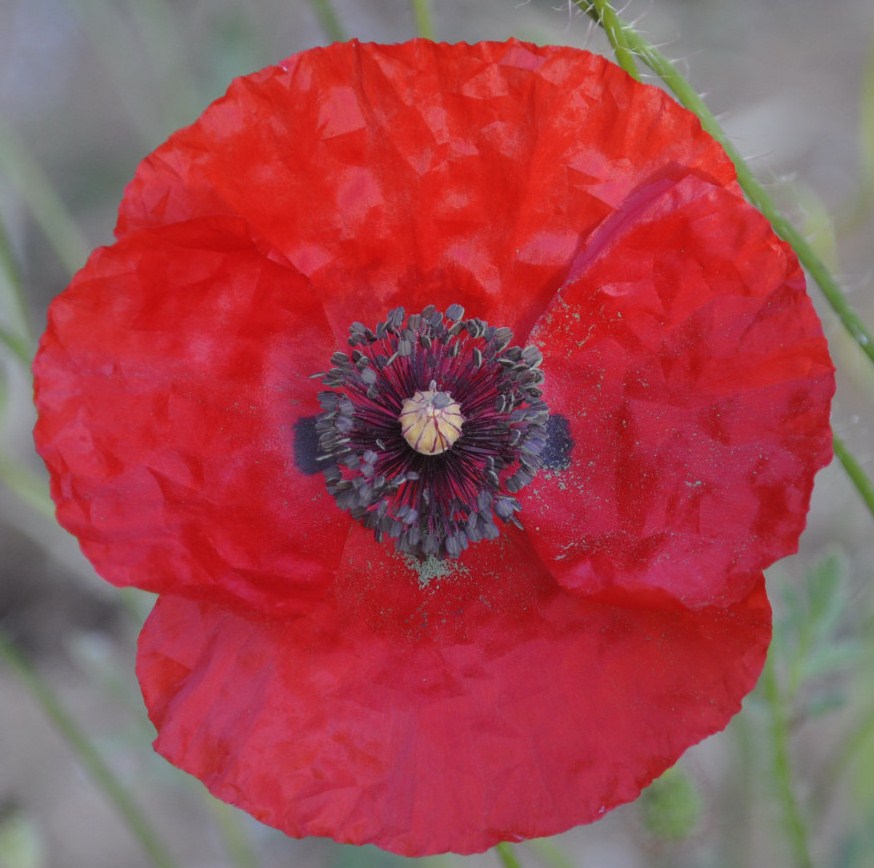 Image of Papaver rhoeas specimen.