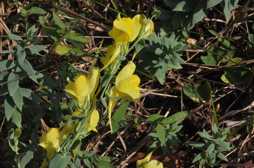 Image of genus Linaria specimen.