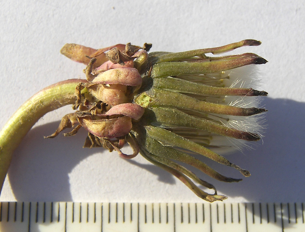 Image of Taraxacum officinale specimen.