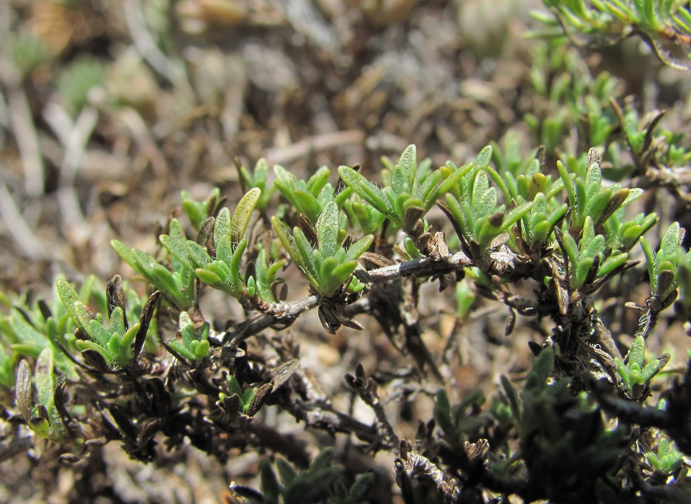 Image of Thymus elisabethae specimen.