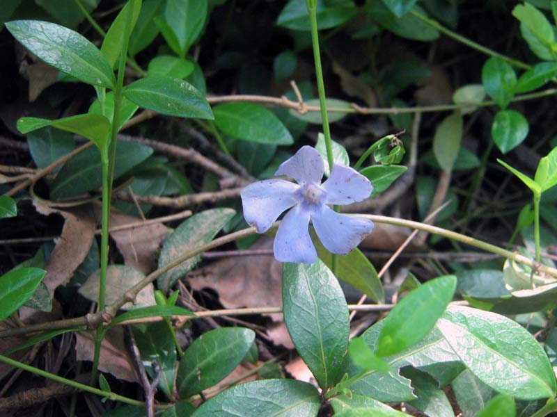 Image of Vinca minor specimen.