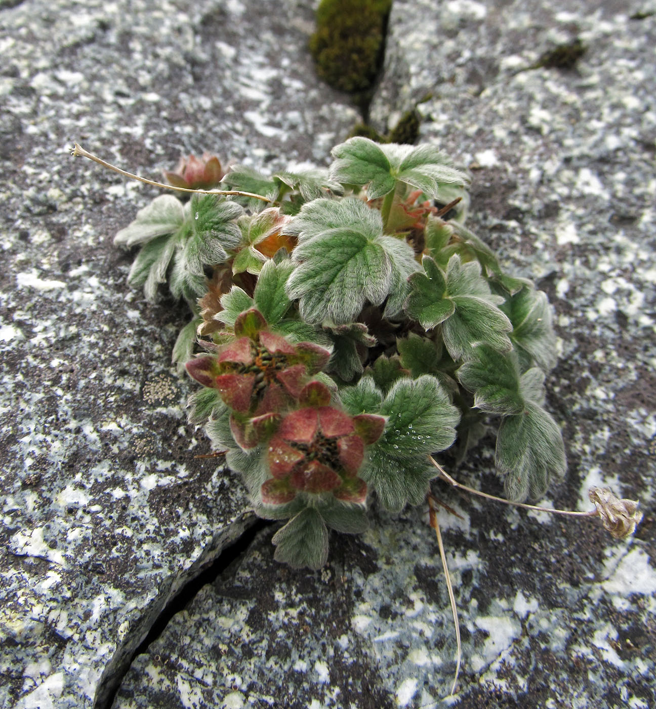 Изображение особи Potentilla villosa.