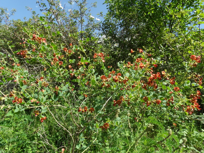 Изображение особи Colutea orientalis.