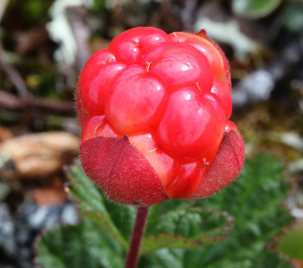 Изображение особи Rubus chamaemorus.