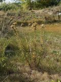 Hieracium umbellatum