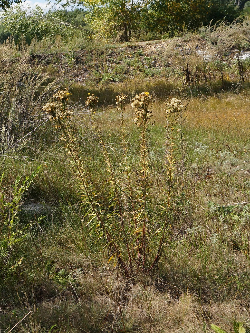 Изображение особи Hieracium umbellatum.