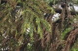 Cryptomeria japonica разновидность sinensis. Часть ветви с микростробилами. Южный Китай, провинция Хунань, парк Zhangjiajie National Forest Park, лес на вершинном плато. 07.10.2017.