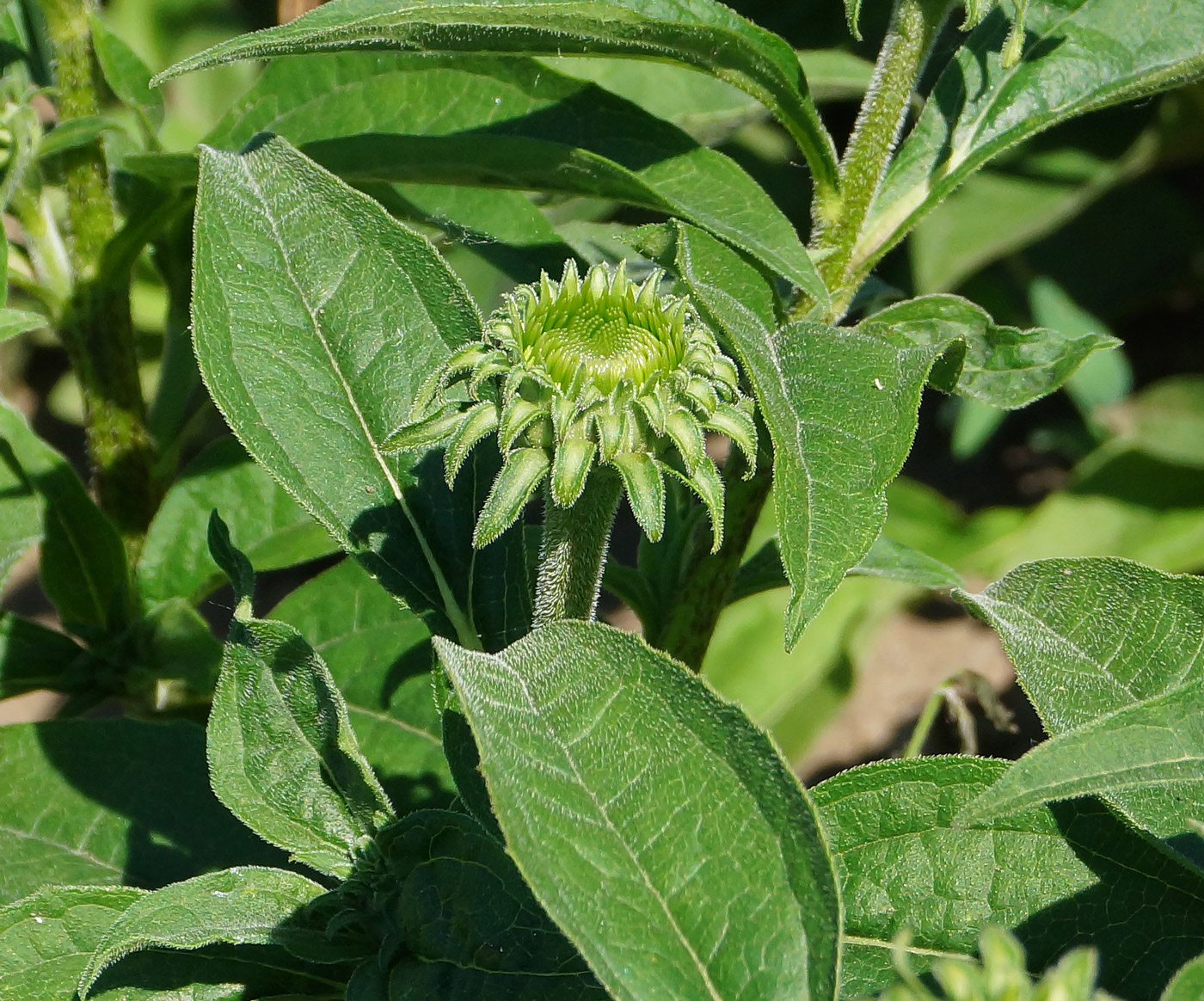 Изображение особи Echinacea purpurea.