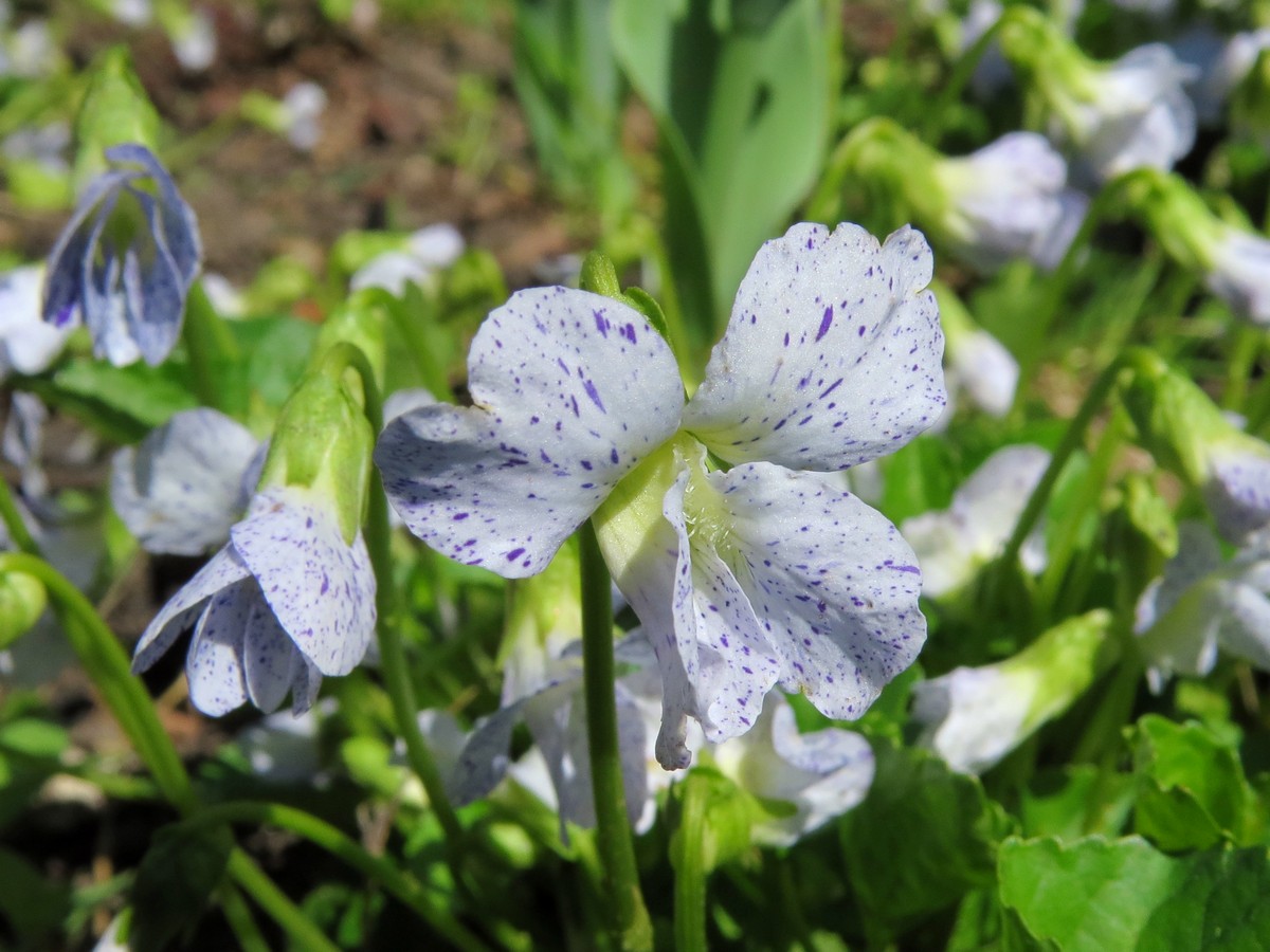 Image of Viola sororia specimen.