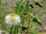 Tussilago farfara. Соплодия. Украина, Львовская обл., Сколевский р-н, национальный природный парк \"Сколевские Бескиды\", окр. с. Каменка, лесная поляна. 25.04.2018.