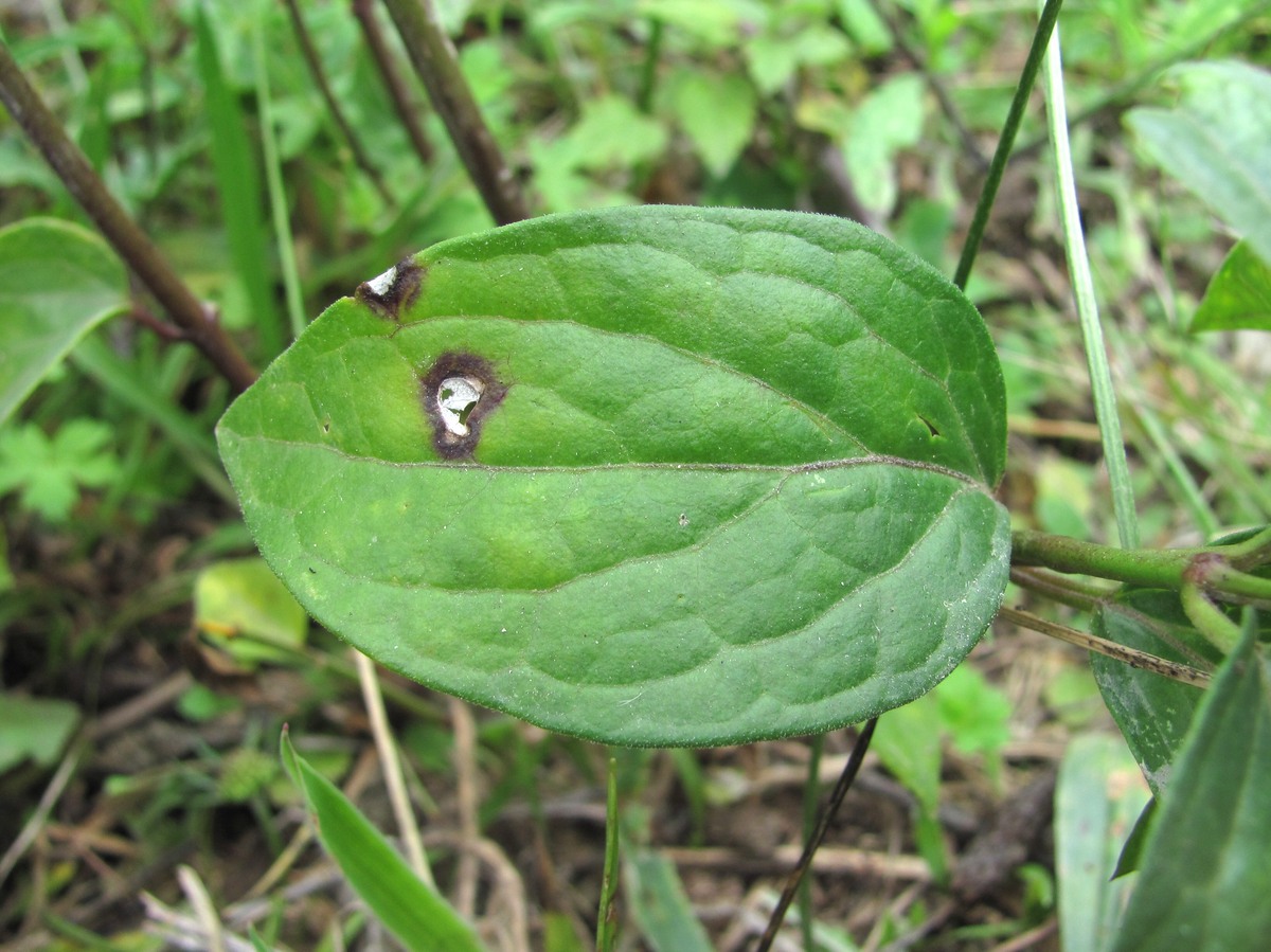 Image of Vincetoxicum rehmannii specimen.