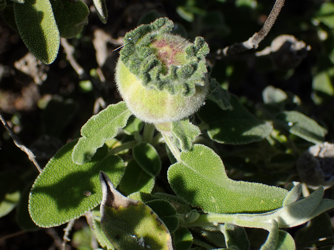 Image of Salvia fruticosa specimen.