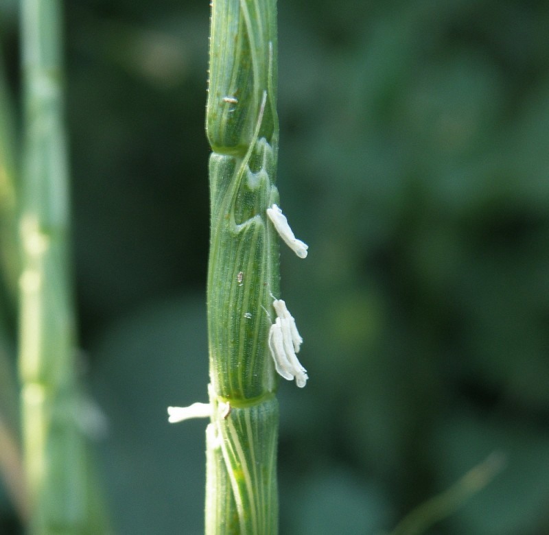 Image of Aegilops cylindrica specimen.