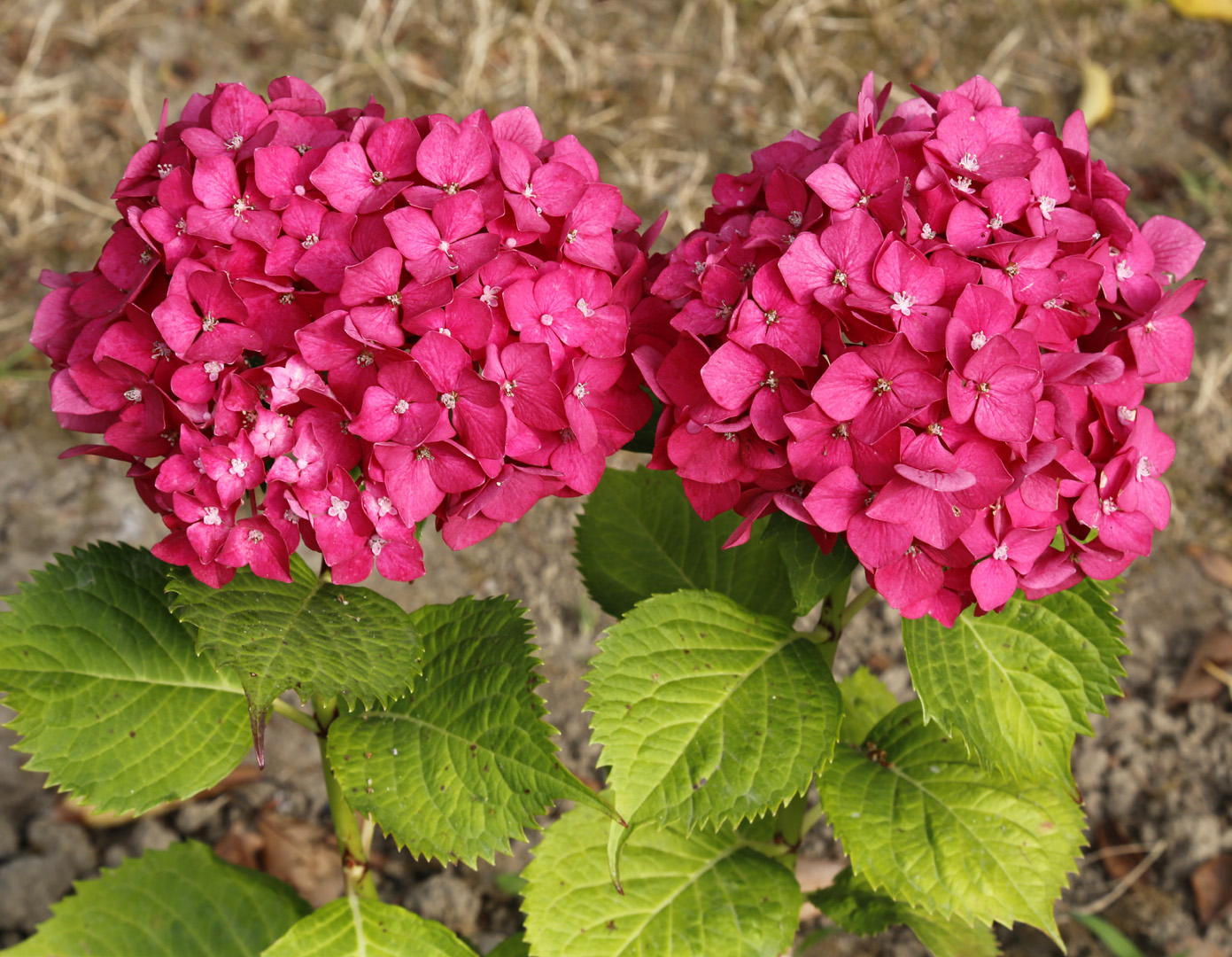 Image of Hydrangea macrophylla specimen.