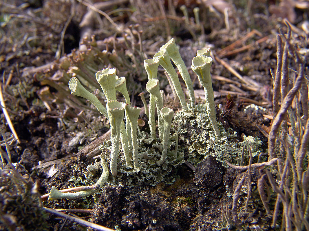 Image of genus Cladonia specimen.