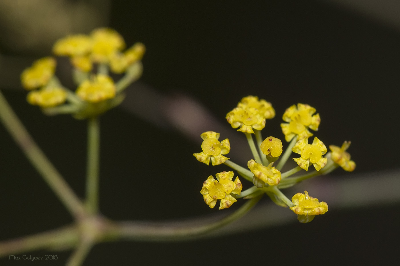 Image of genus Bupleurum specimen.