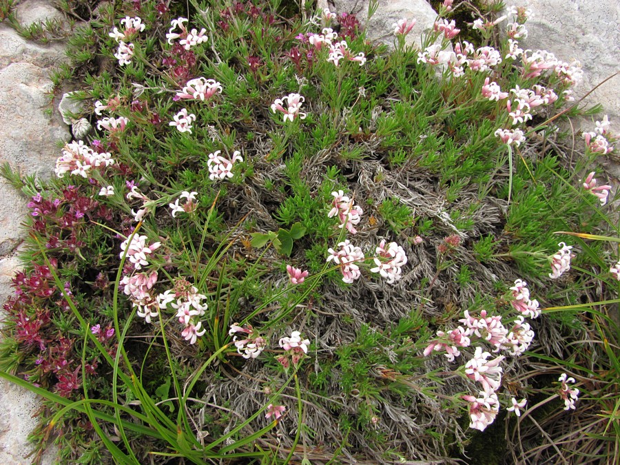 Image of Asperula caespitans specimen.