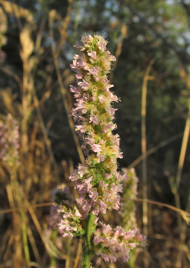 Image of Psylliostachys spicata specimen.