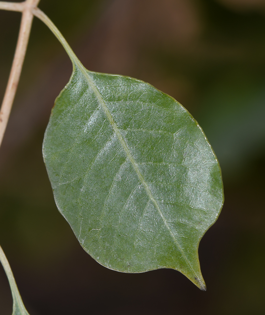 Image of Sclerocarya birrea specimen.