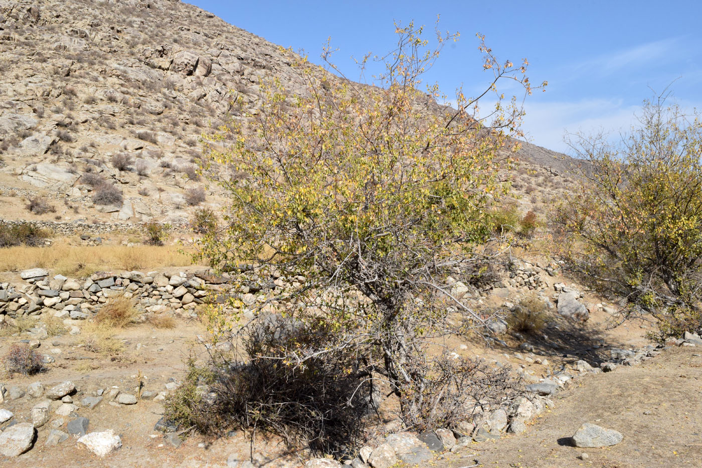 Image of Acer semenovii specimen.