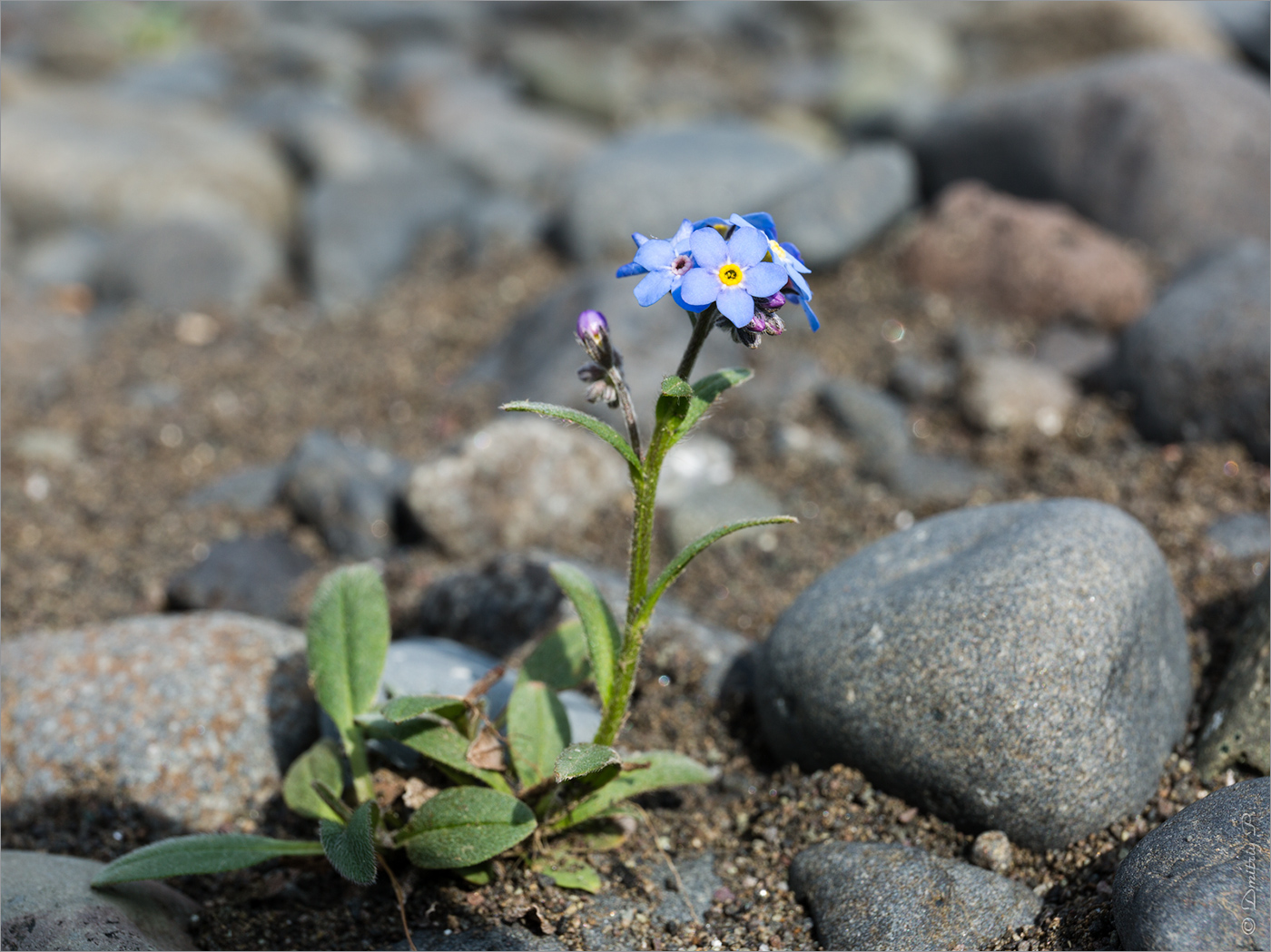 Image of Myosotis asiatica specimen.