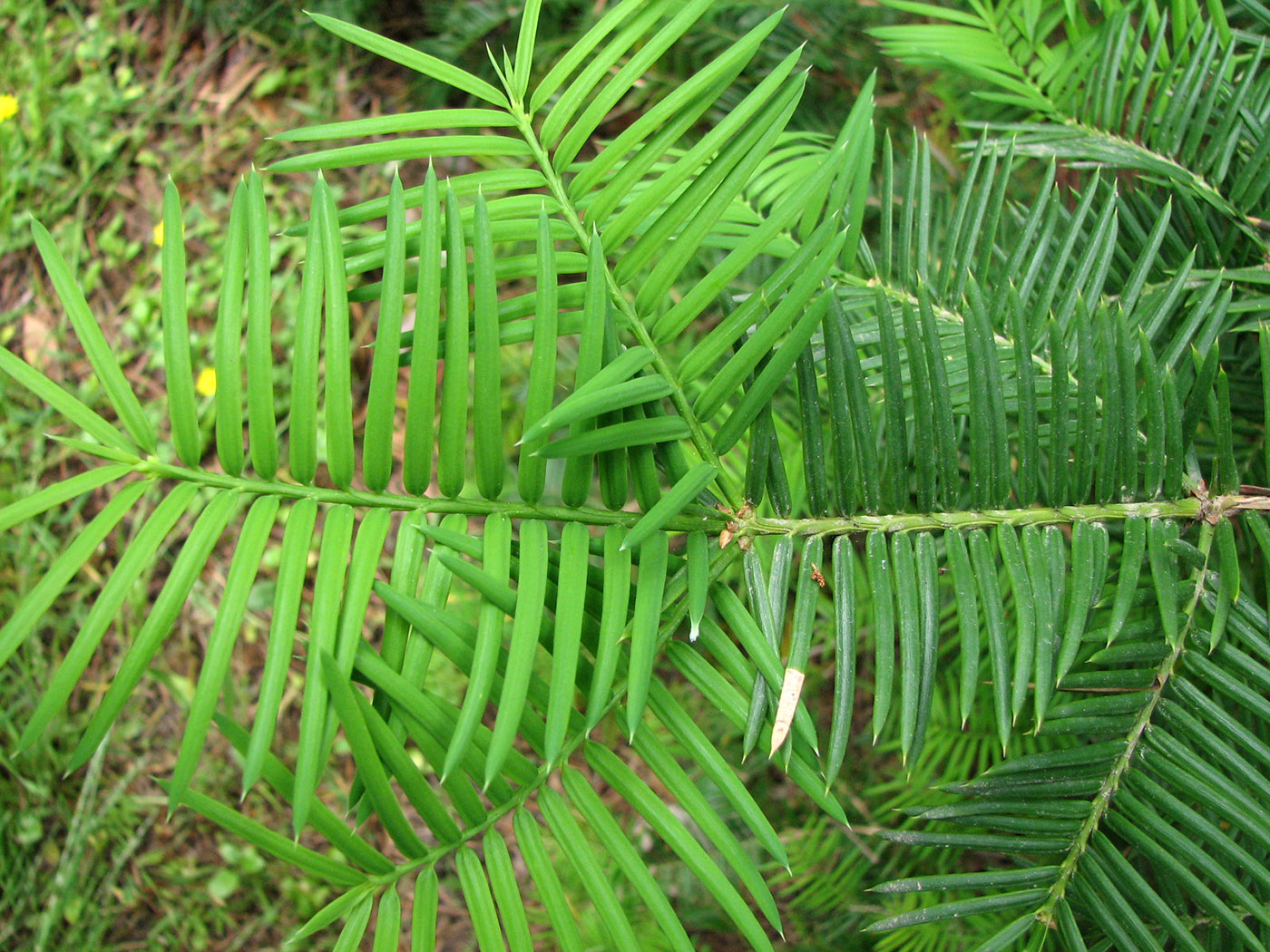 Изображение особи Torreya californica.