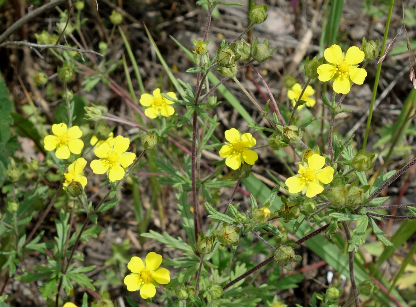 Image of genus Potentilla specimen.