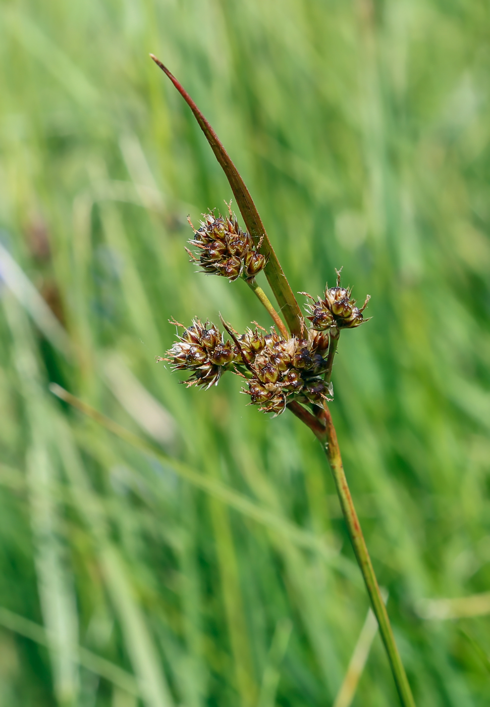 Image of Luzula multiflora specimen.