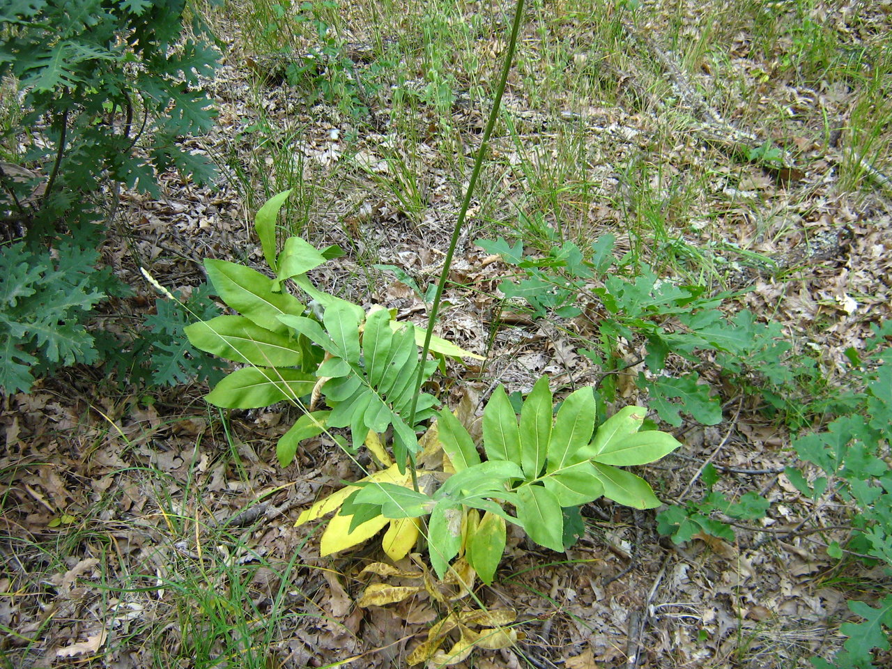 Изображение особи Rhaponticoides wagenitziana.