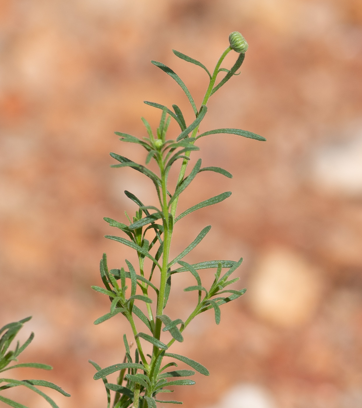 Изображение особи Nolletia tenuifolia.
