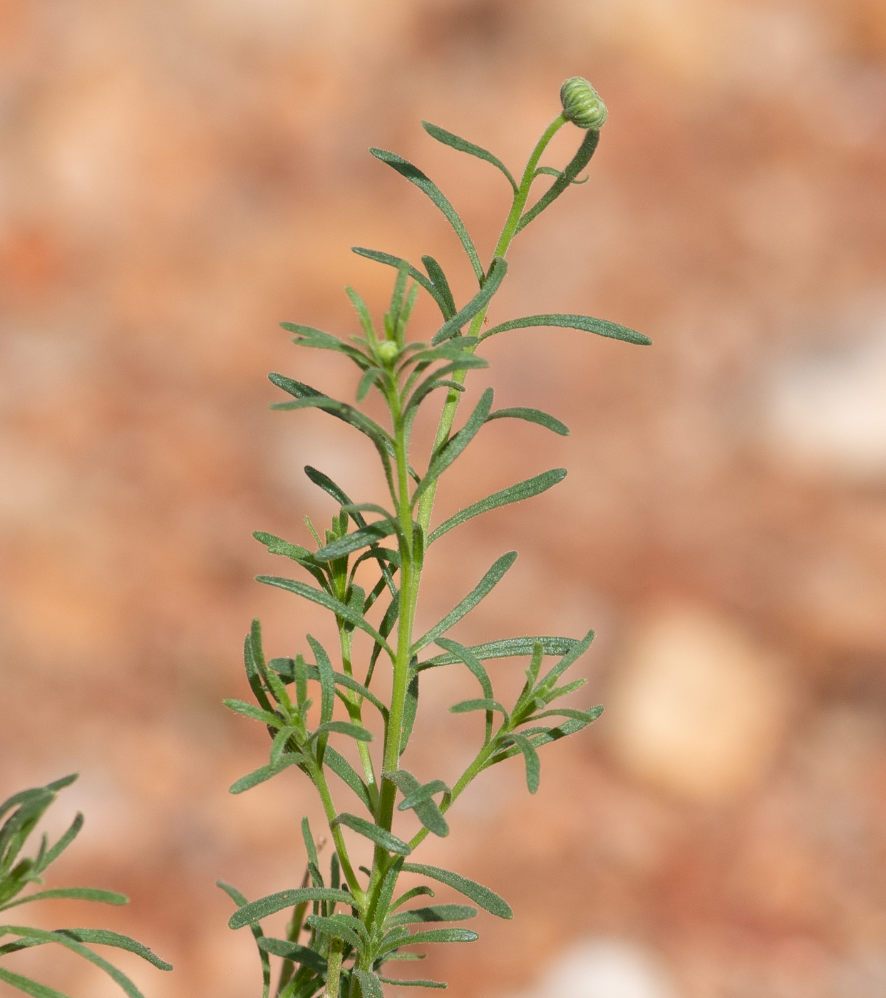 Image of Nolletia tenuifolia specimen.