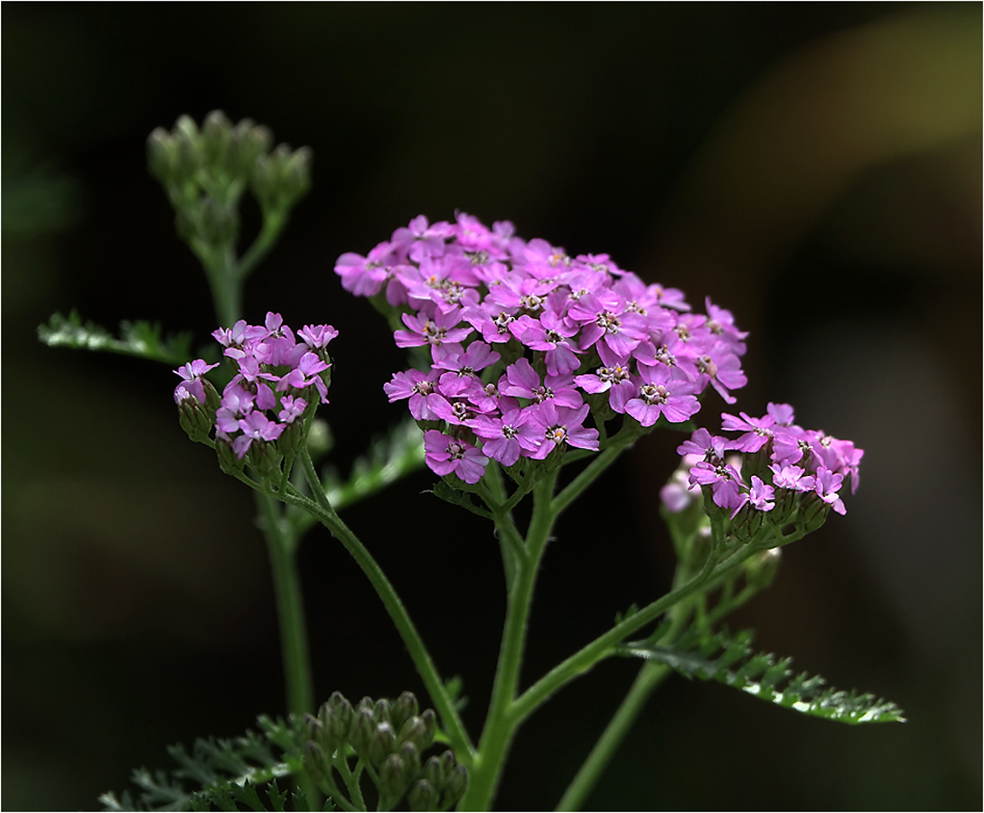 Изображение особи Achillea millefolium.