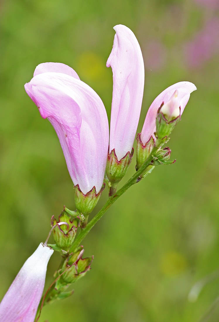 Изображение особи Pedicularis grandiflora.